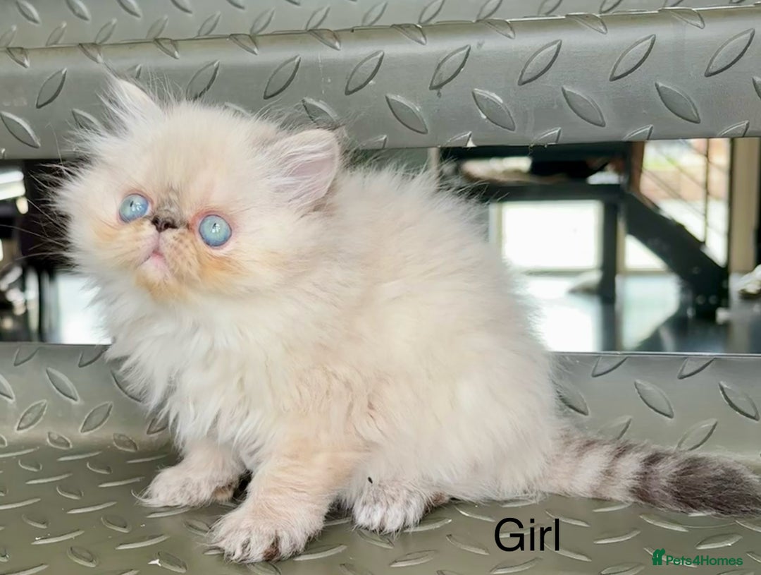 Persian cats for sale: LITTLE PERSIAN KITTENS FOR SALE!!! - Image 1