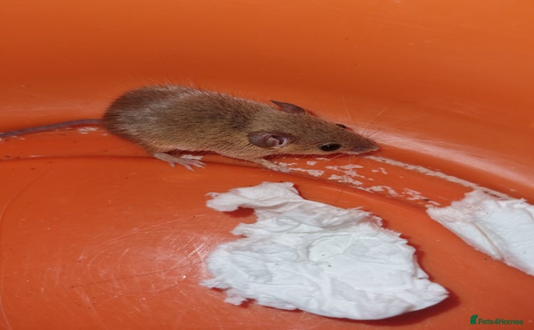 Mouse rodents - Advert 1
