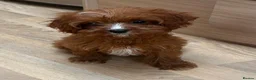 Cavapoo dogs for sale: F1b Cavapoo puppies! - Advert 16