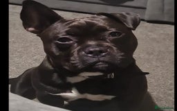 Mixed Breed dogs for sale: Dog for rehoming  - Image 1