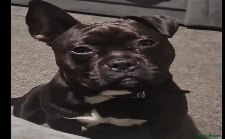 Mixed Breed dogs - Advert 11
