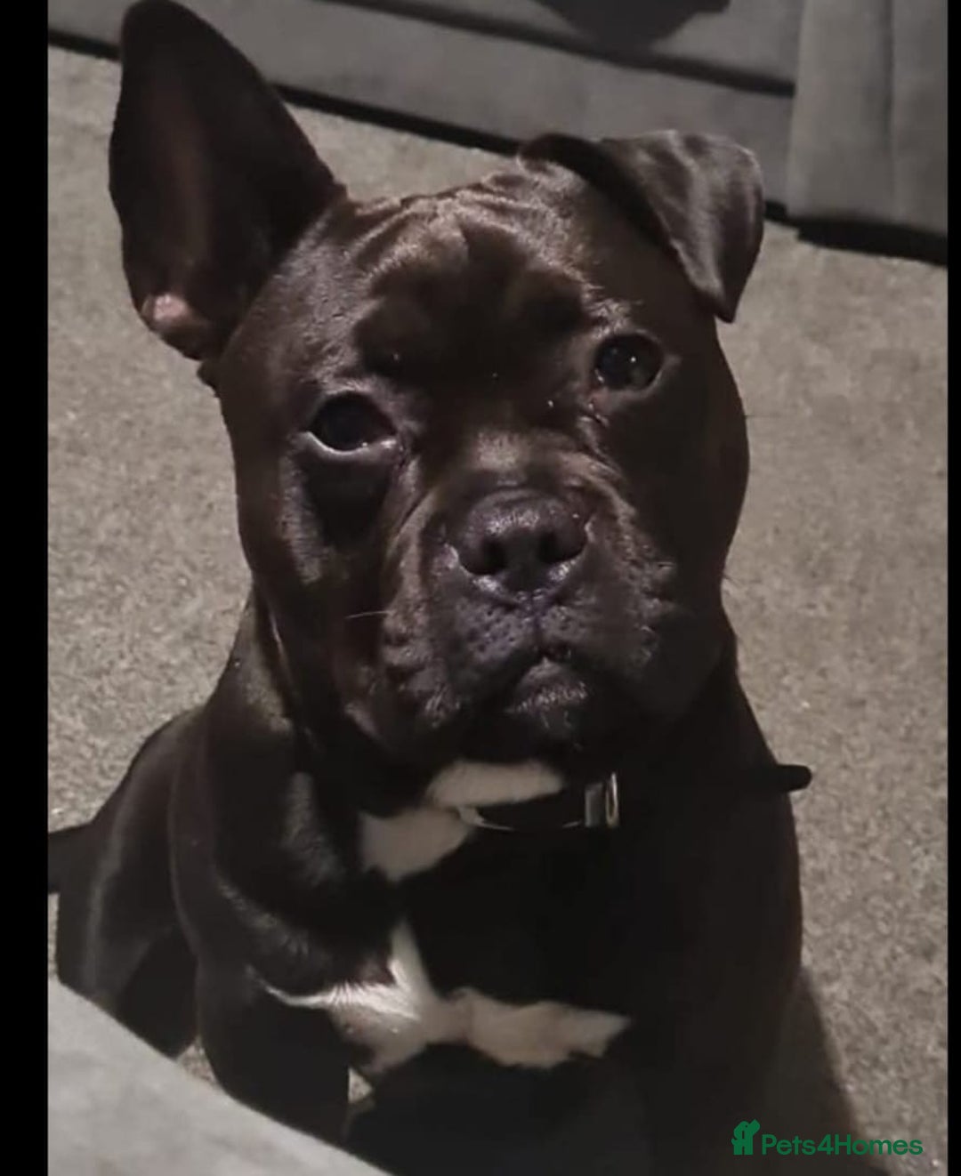 Mixed Breed dogs for sale: Dog for rehoming  - Image 1