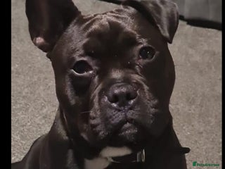 Mixed Breed dogs - Advert 10