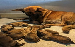 Belgian Shepherd Dog dogs for sale: Belgian shepherd pups - Image 7