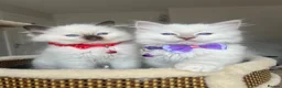 Ragdoll cats for sale: Registered Ragdoll kittens for sale - Advert 19