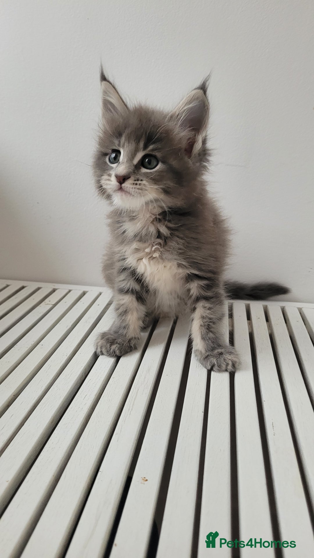 Maine Coon cats for sale: Tica registered maine coon kittens  - Image 4