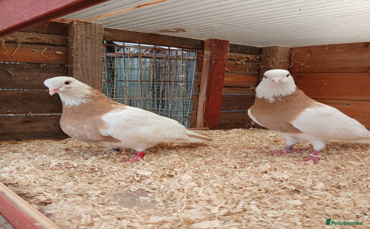 Pigeons birds - Advert 1