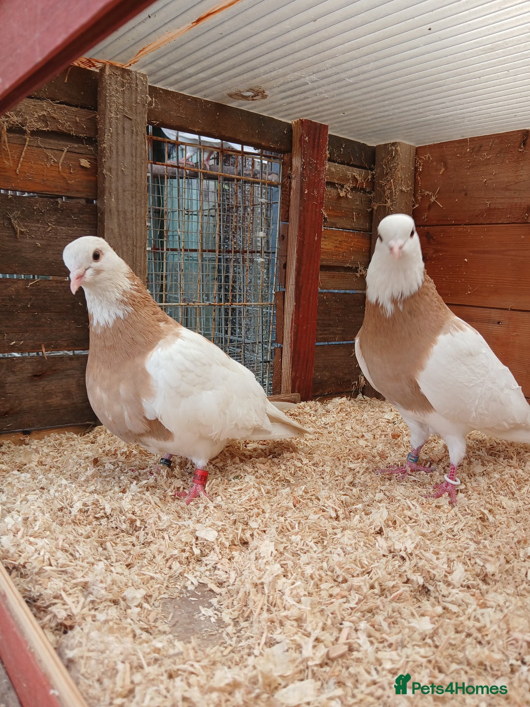 Pigeons birds for sale: iranian pigeons  breeding  pair + young  - Image 1