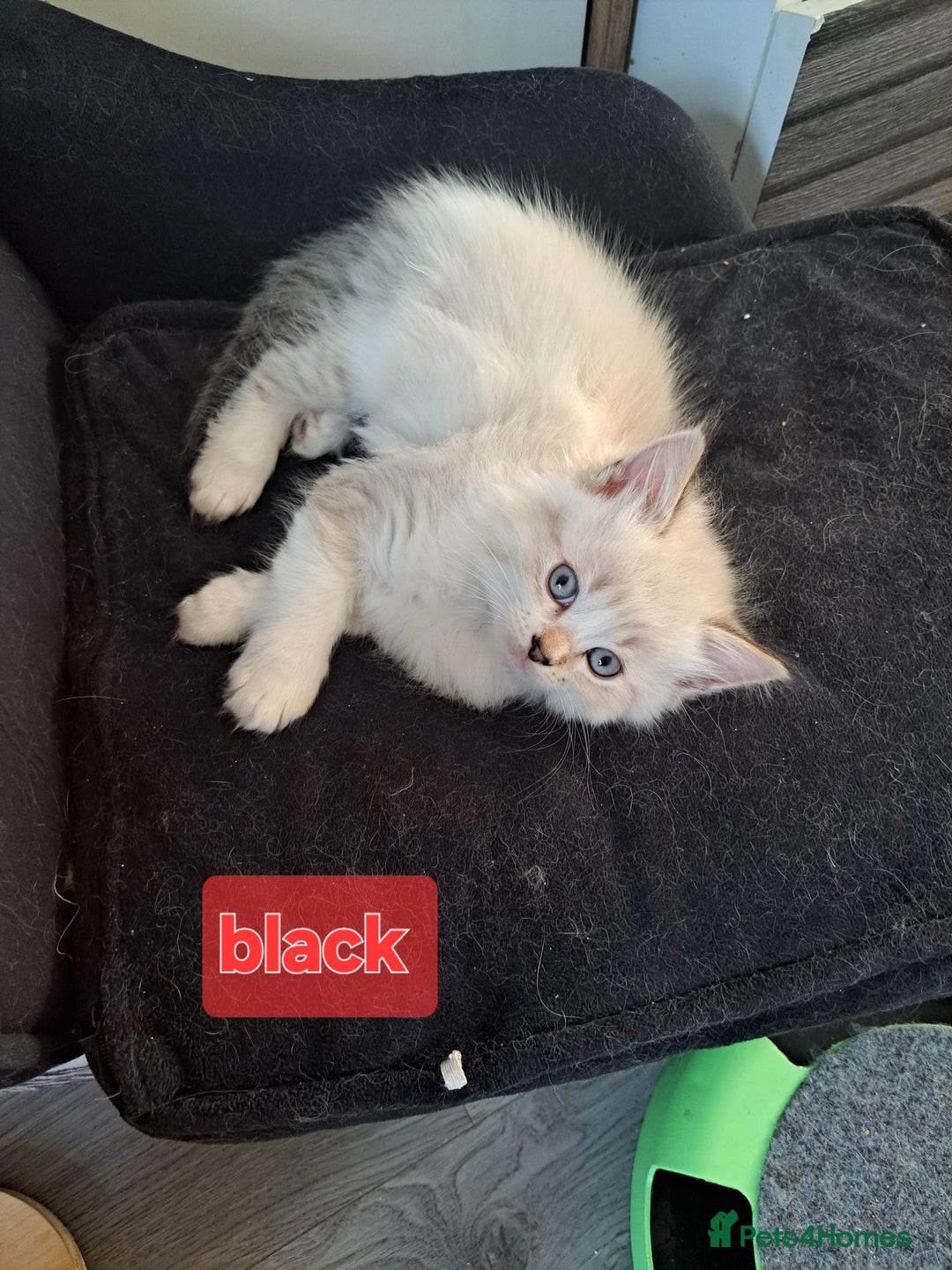 Mixed Breed cats for sale: Maine coon mix Girls💜 - Image 4