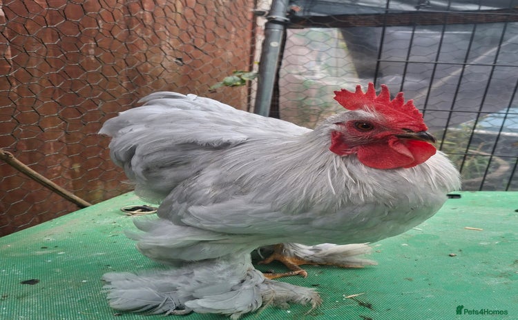 Chickens poultry - Advert 4