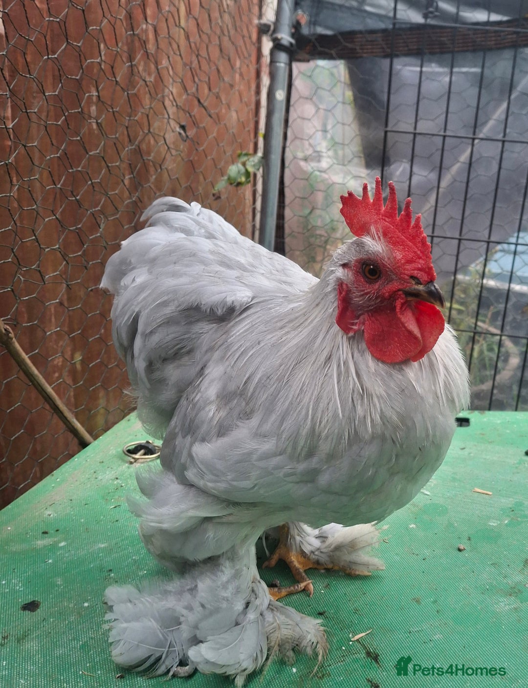 Chickens poultry for sale: Pekin Bantum Lavender Rooster - Image 1