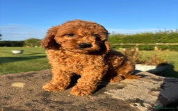 Cavapoo dogs for sale: FULLY HEALTH TESTED RED AND GOLD F1B CAVAPOOS - Image 7