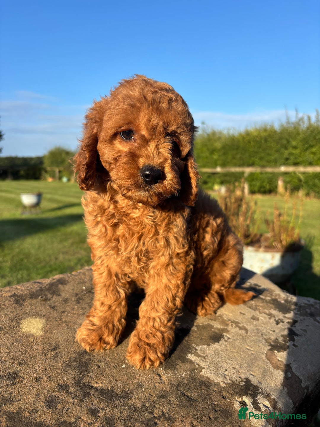 Cavapoo dogs for sale: FULLY HEALTH TESTED RED AND GOLD F1B CAVAPOOS - Image 7