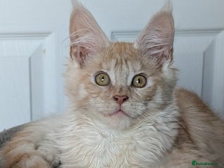Maine Coon cats Pedigree, Tica registered kittens - Advert 7