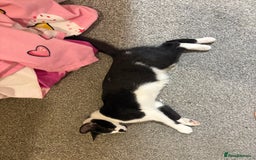 Mixed Breed cats for sale: 3 kittens for rehoming - Image 2