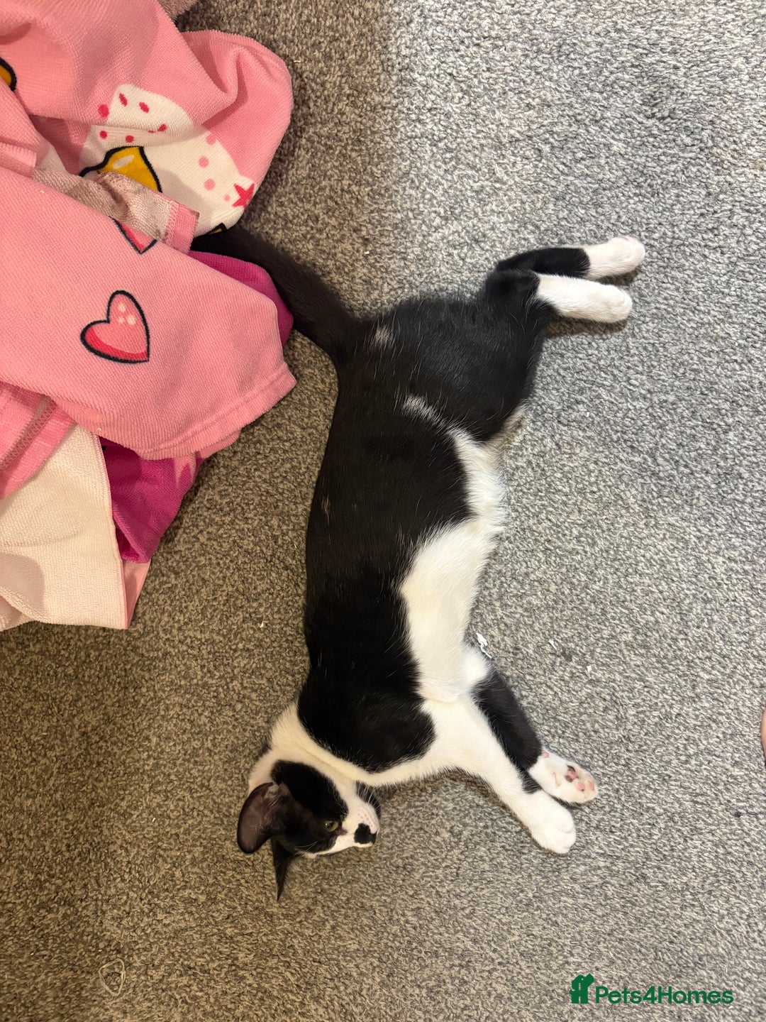 Mixed Breed cats for sale: 3 kittens for rehoming - Image 2