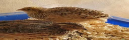 Quail poultry for sale: Healthy Quails , Chinese and Japenese Quails  - Advert 7