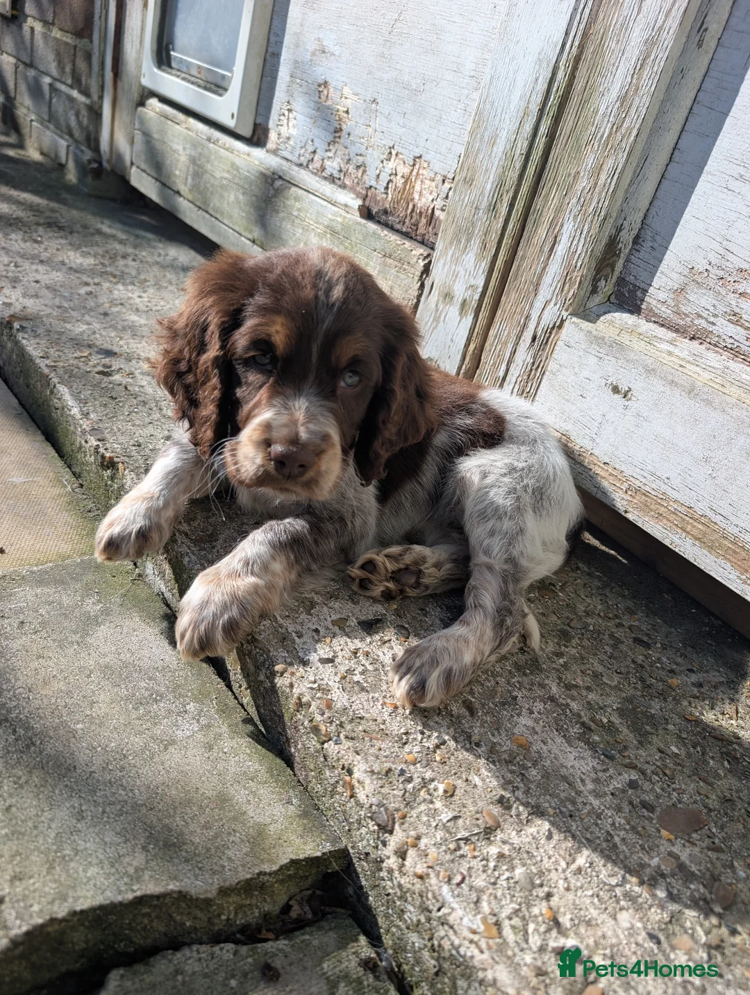 Cocker Spaniel dogs for sale: Female Cocker Spaniel Puppy 🐾 in Dover - Advert 5