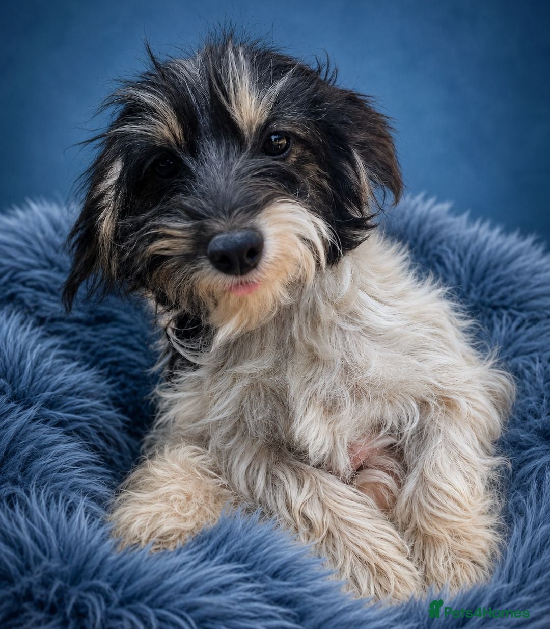 Cockapoo dogs  🐕⭐Miniature Cockapoos Ready Now🐕⭐ - Advert 2