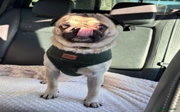 Pug dogs for stud: Brian the ultimate pug for stud only  - Image 10