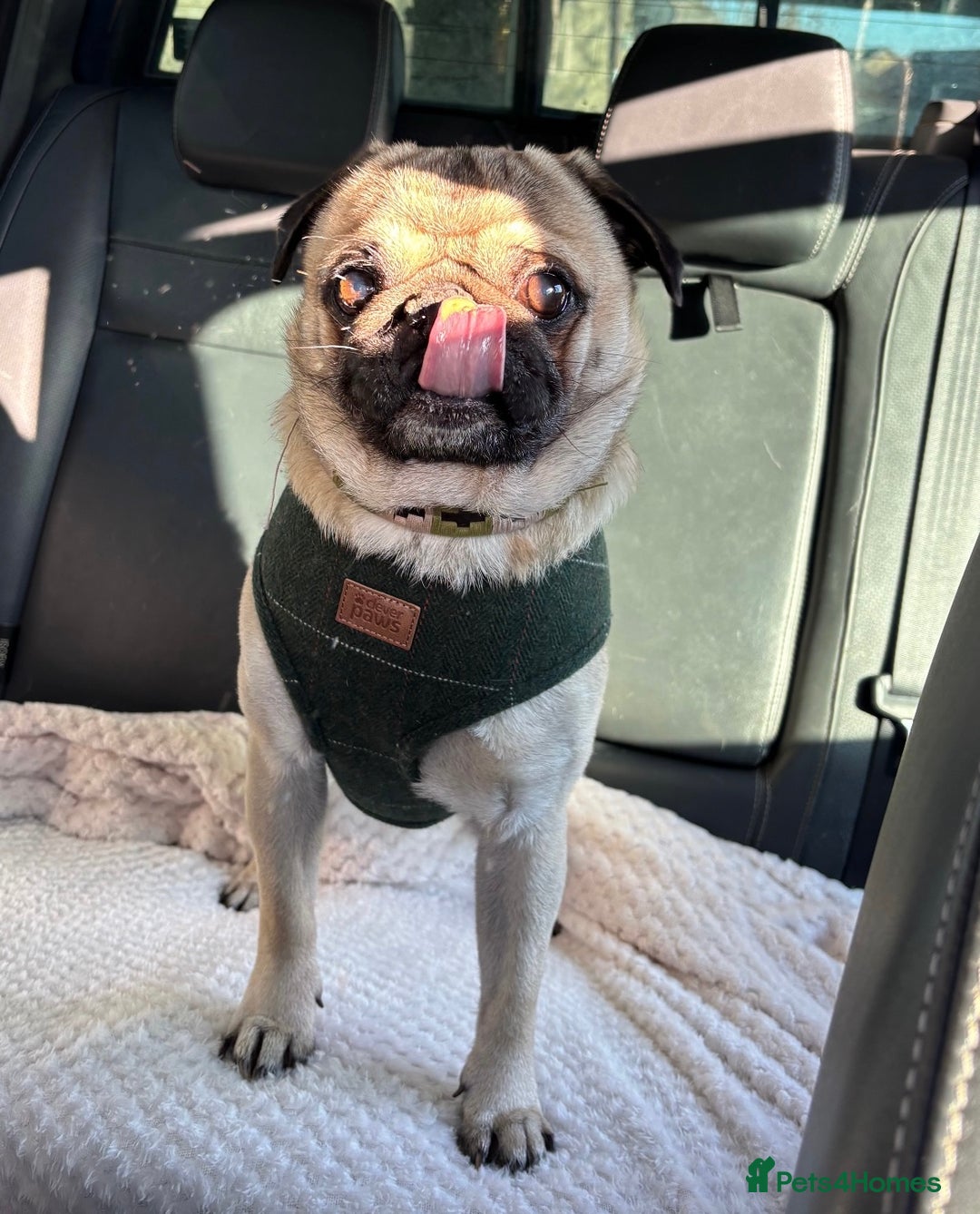 Pug dogs for stud: Brian the ultimate pug for stud only  - Image 10