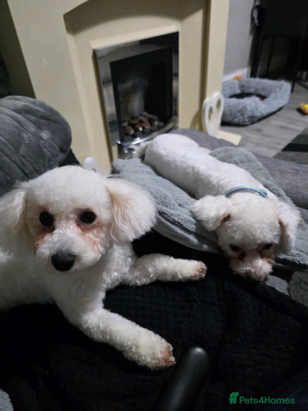 Bichon Frise dogs for sale: 2 x Bichon frise - Advert 6