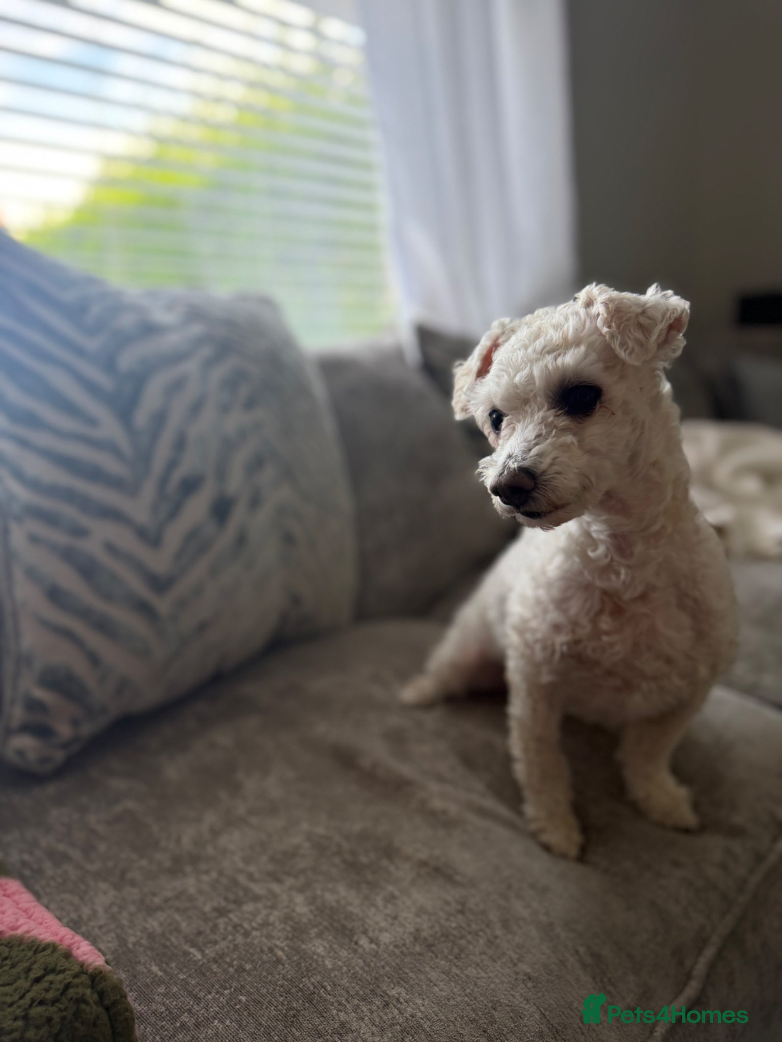 Bichon Frise dogs bichon frise for rehome  - Advert 1