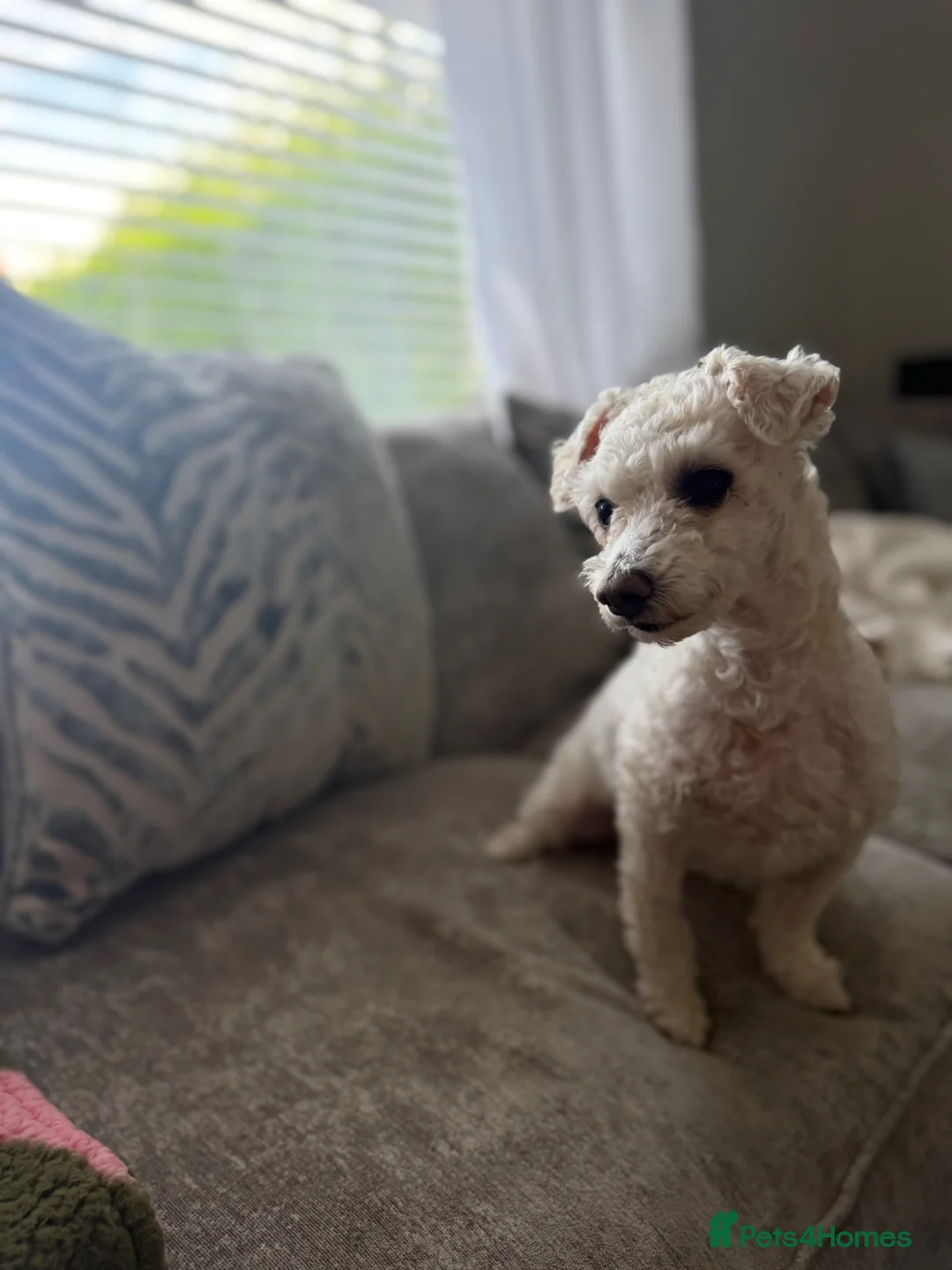 Bichon Frise dogs for sale: bichon frise for rehome  - Advert 1