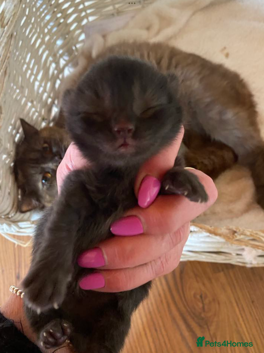 British Shorthair cats for sale: Black British Shorthair male  - Image 11
