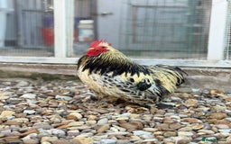 Chickens poultry for sale: Stunning Columbian Pekin Bantam Cockerel - Image 5