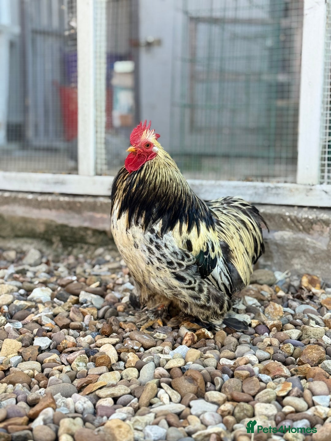 Chickens poultry for sale: Stunning Columbian Pekin Bantam Cockerel - Image 5