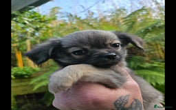 Chihuahua dogs for sale: Chihuahua puppies. - Advert 5