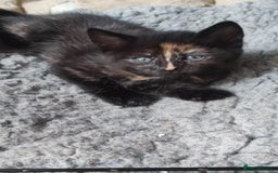 British Shorthair cats for sale: Adorable kittens  in Great Missenden - Image 24