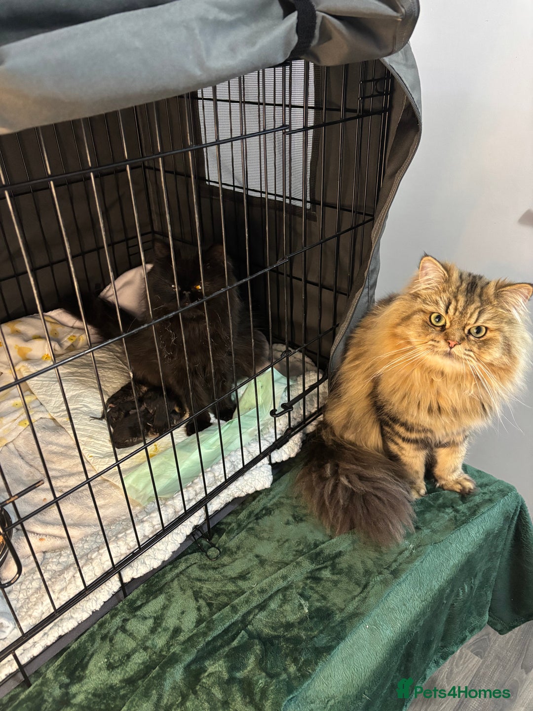 Persian cats for sale: Silver black tabby Persian mix kittens  - Image 26