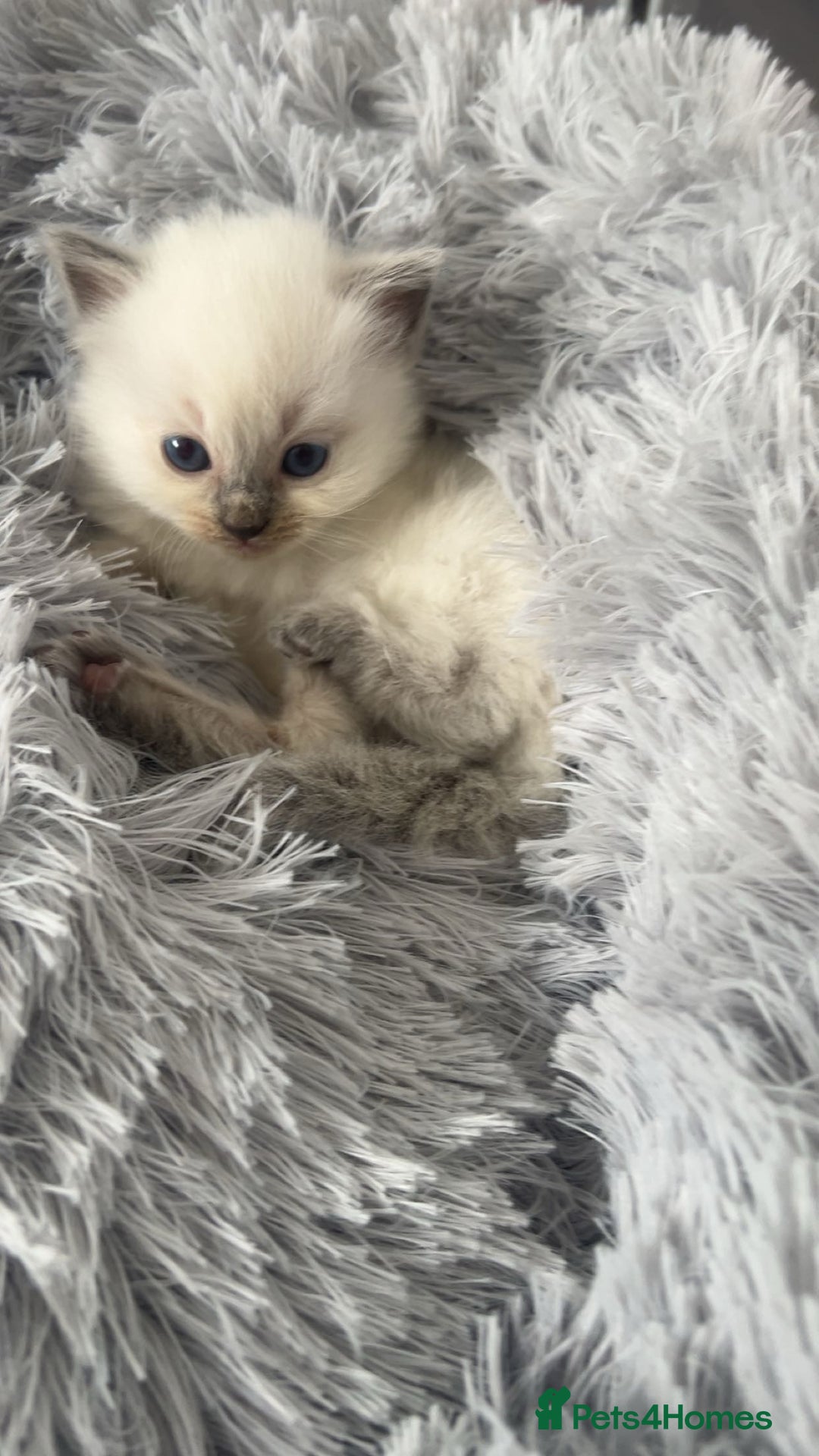Ragdoll cats for sale: Blue colourpoint Ragdolls  - Image 8