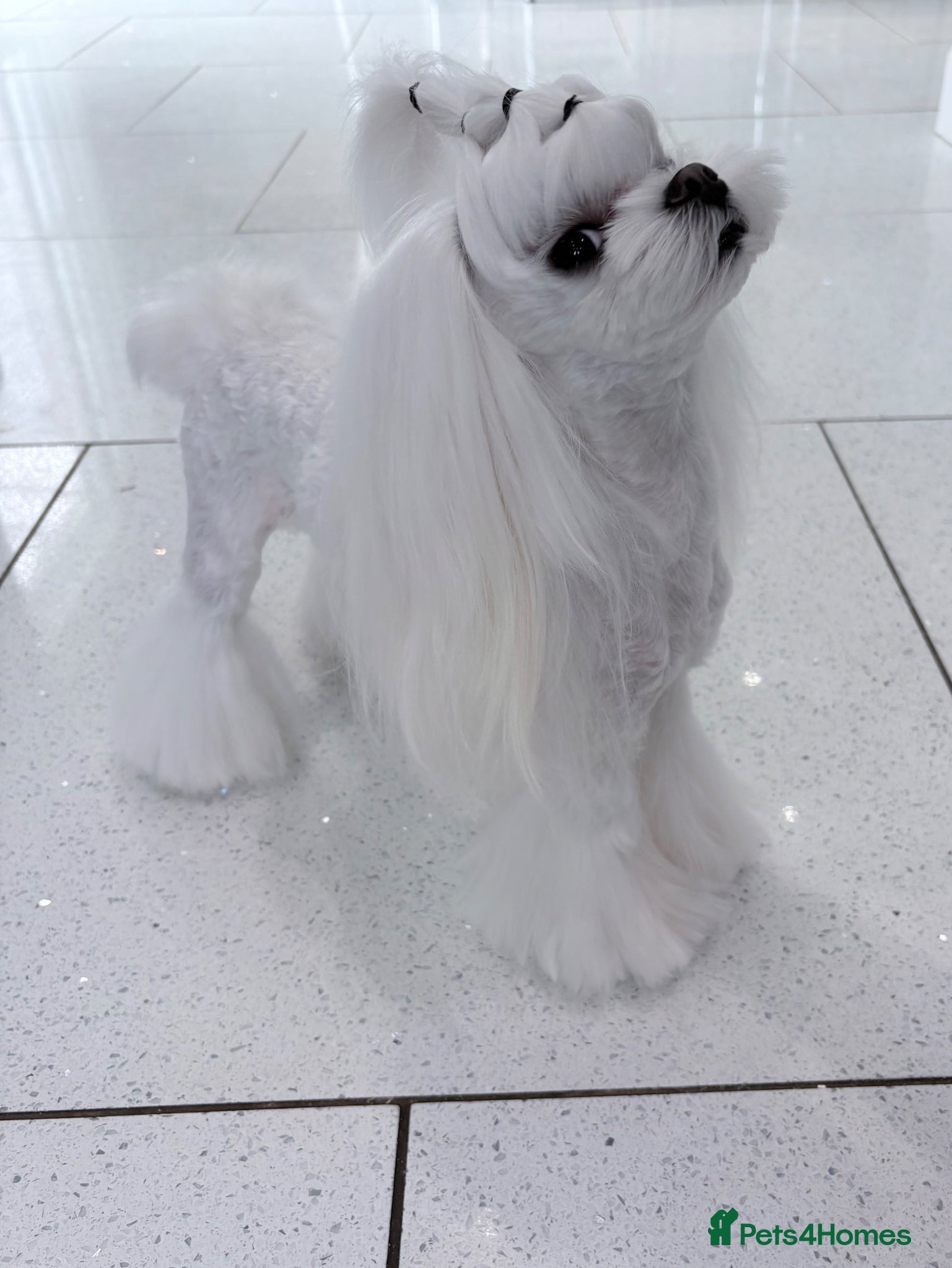 Maltese dogs 🖤KC DNA health tested Tiny Korean Maltese boy🖤  - Advert 6