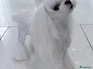 Maltese dogs 🖤KC DNA health tested Tiny Korean Maltese boy🖤 - Advert 6