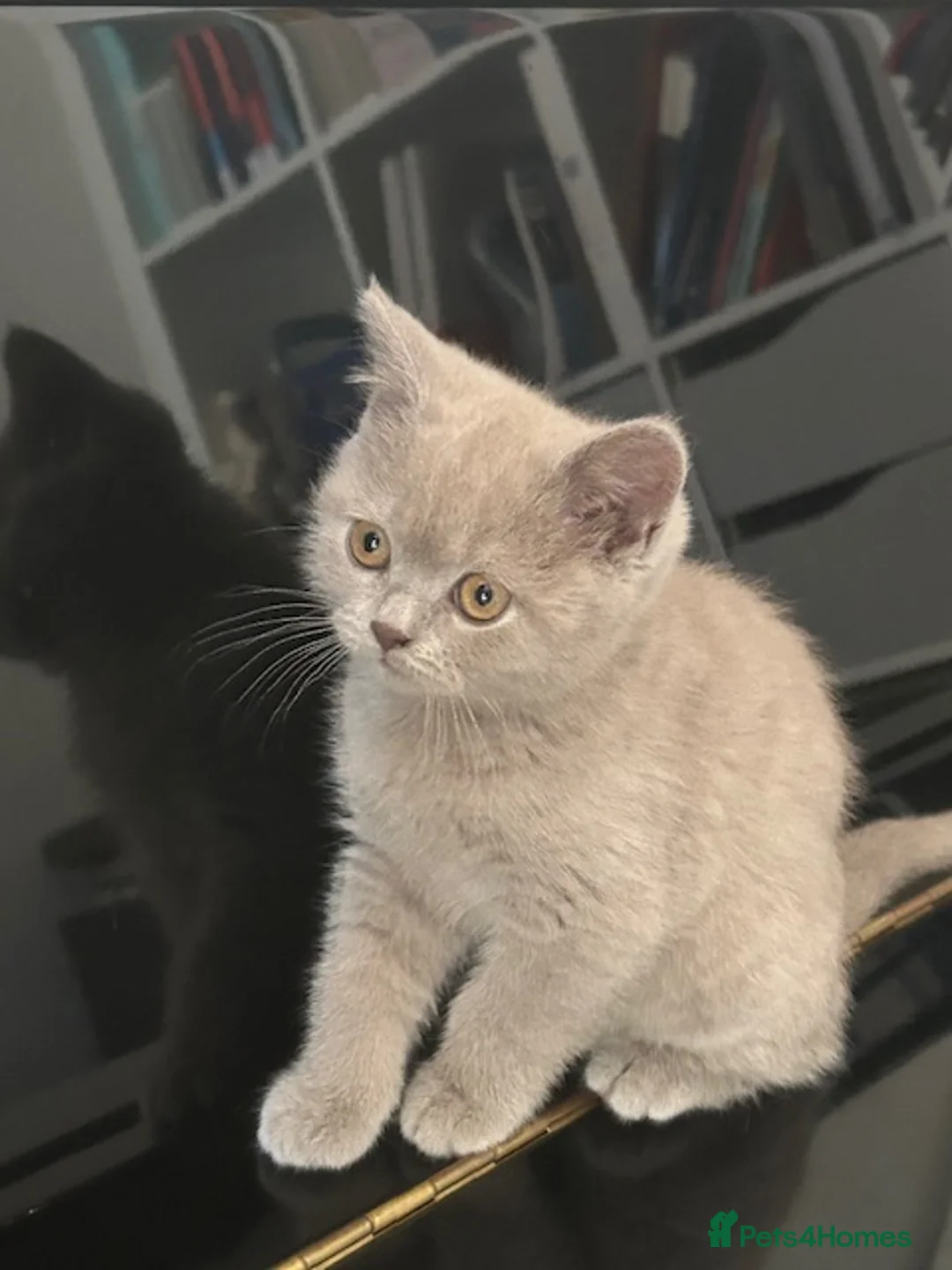 British Shorthair cats for sale: Stunning Lilac and Cinnamon girls available GCCF  - Advert 1