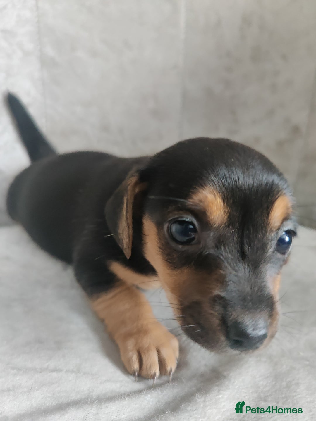 Mixed Breed dogs for sale: Four Little Ones:Sweet Female Puppies Seeking Home - Image 2
