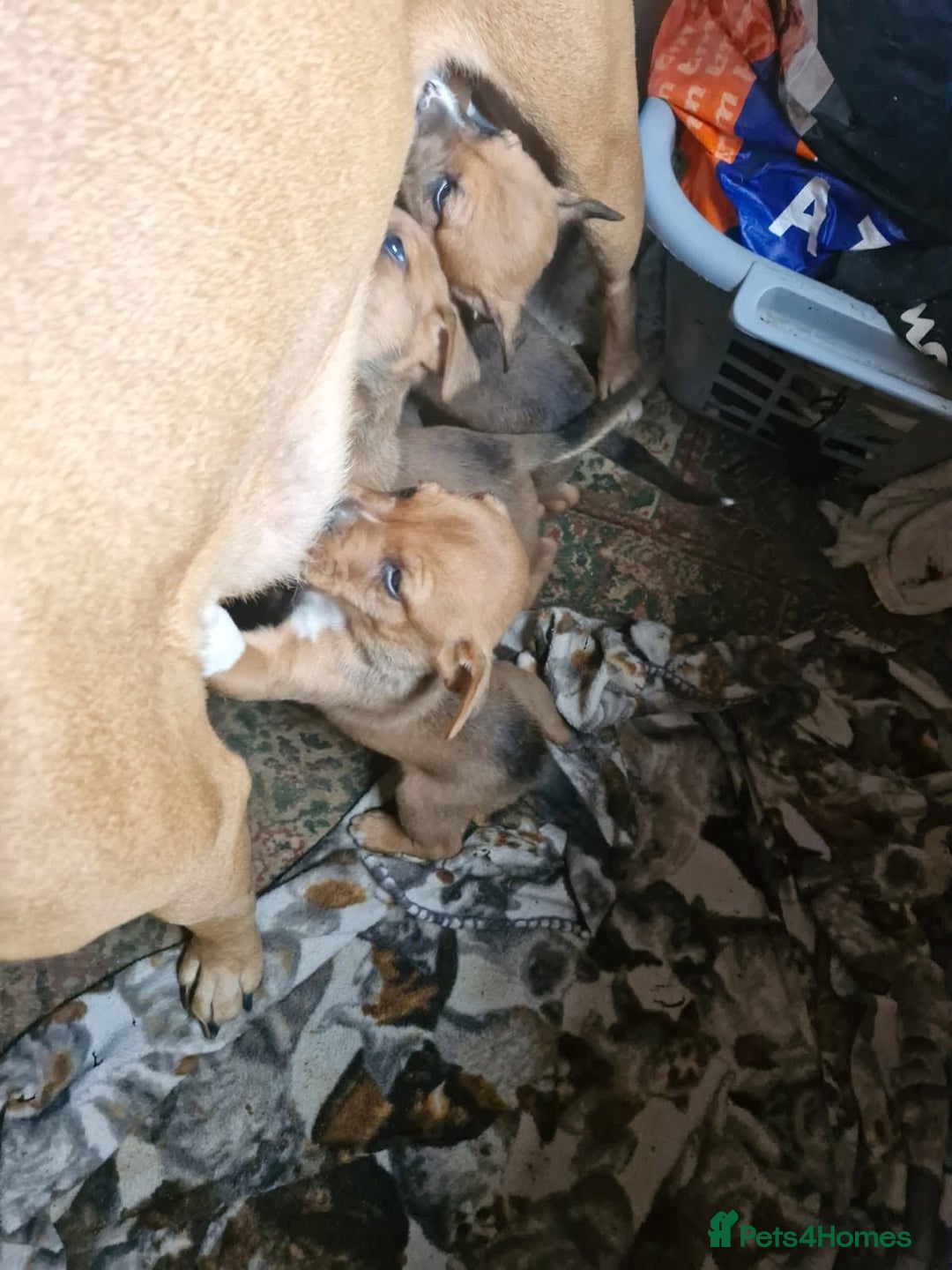 Mixed Breed dogs for sale: English mastiff x border collie puppies - Advert 8