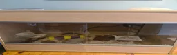 Corn Snake reptiles for sale: Corn Snake - Advert 2