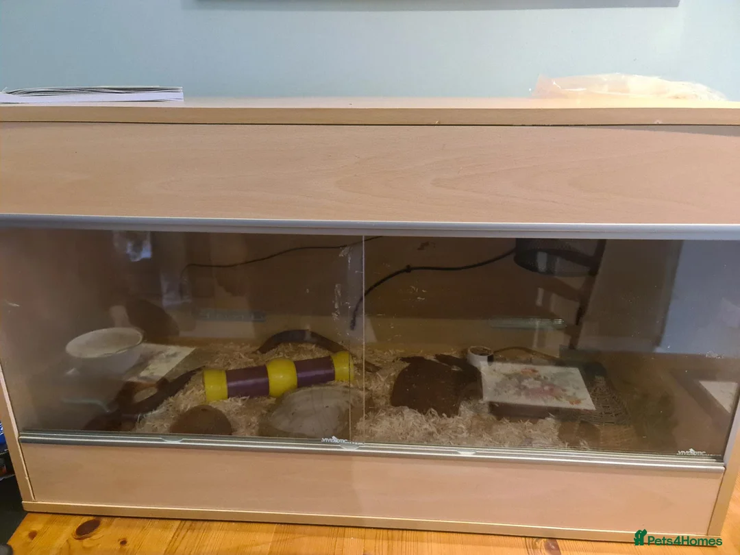 Corn Snake reptiles for sale: Corn Snake - Advert 2