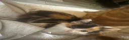 Mixed Breed cats for sale: Fluffy mixed breed kittens in Bolton - Advert 4