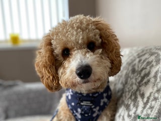 Cockapoo dogs - Advert 16
