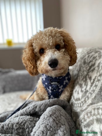 Cockapoo dogs - Advert 1