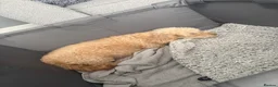 Cavapoo dogs for sale: Luxury toy cavapoo  in Burton-on-Trent - Advert 5