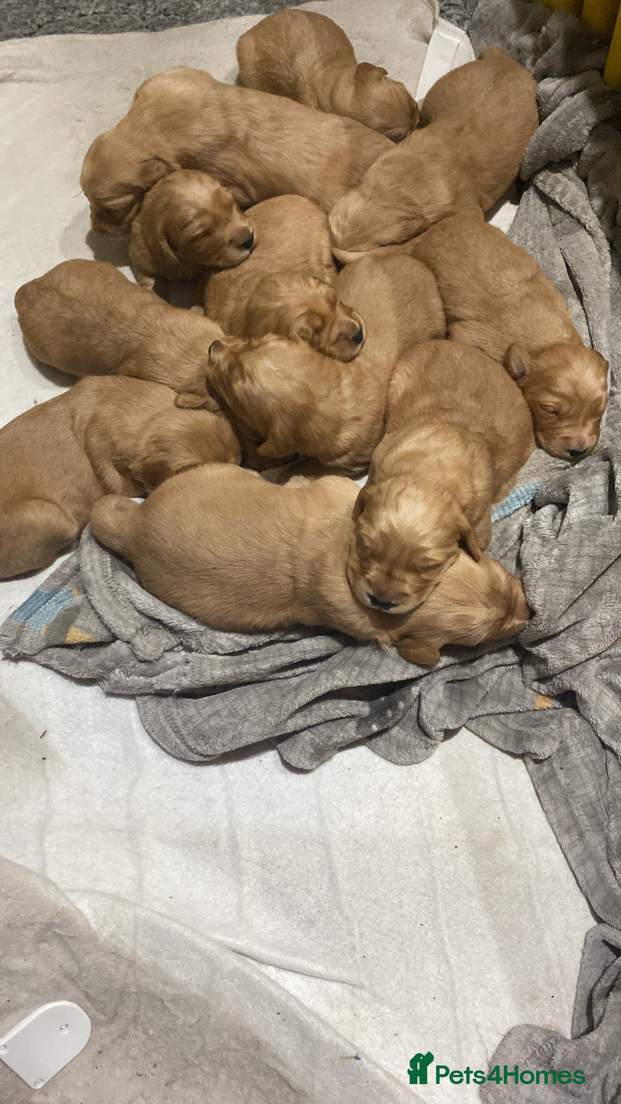 Golden Retriever dogs KC Registered Golden Retriever Puppies - Advert 12