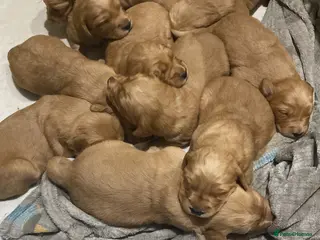 Golden Retriever dogs KC Registered Golden Retriever Puppies - Advert 1