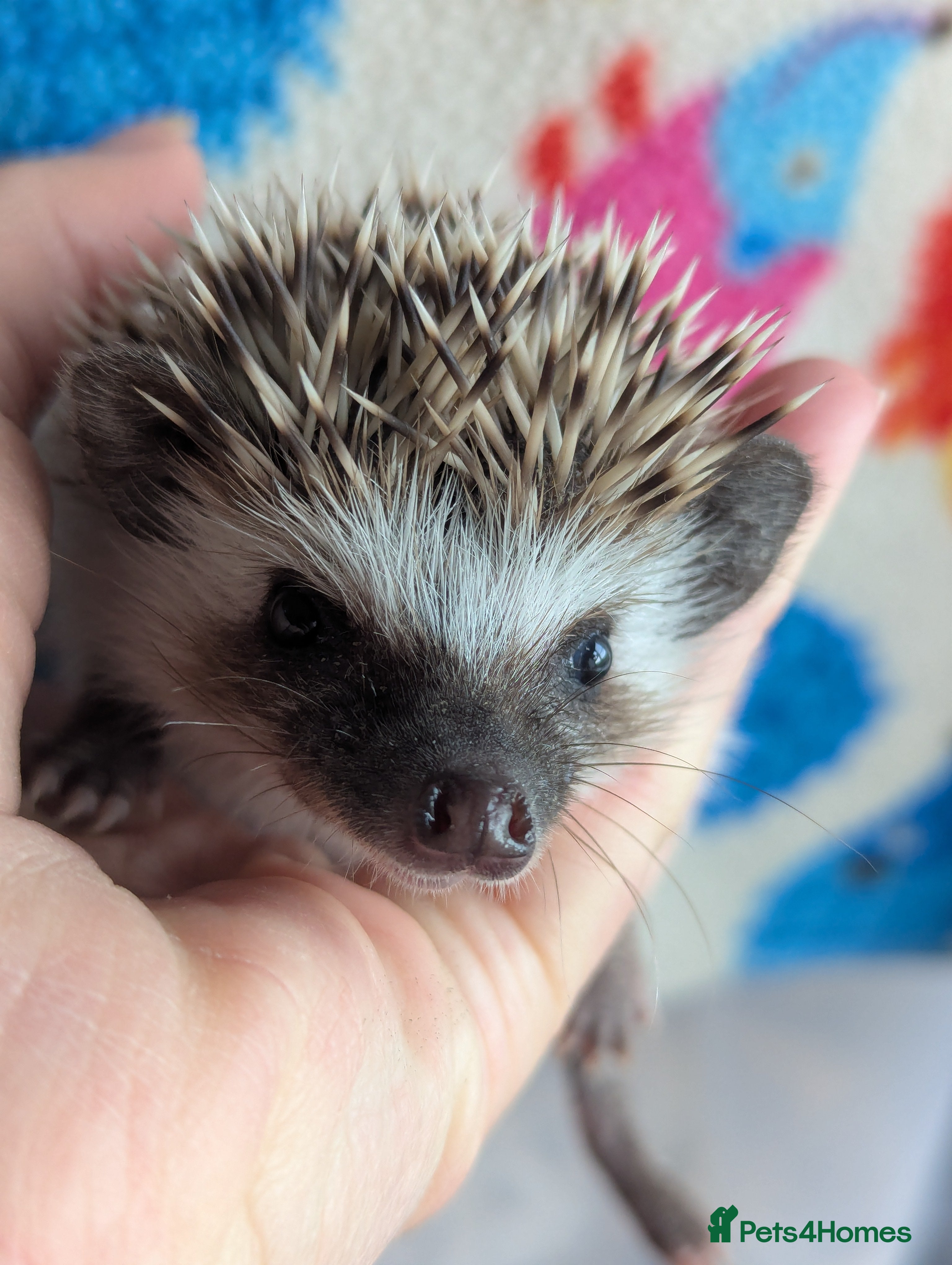 Pygmy Hedgehog rodents Beautiful Hoglets Ready to Reserve Now - Advert 3