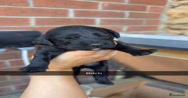 Cockapoo dogs - Advert 11